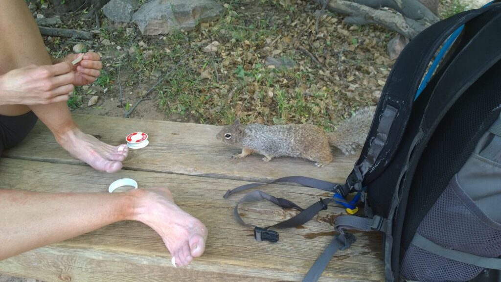 While I stopped to tape my toes and feet this little dude planned a sneak attack and tried to steal my tape! Photo: Annette