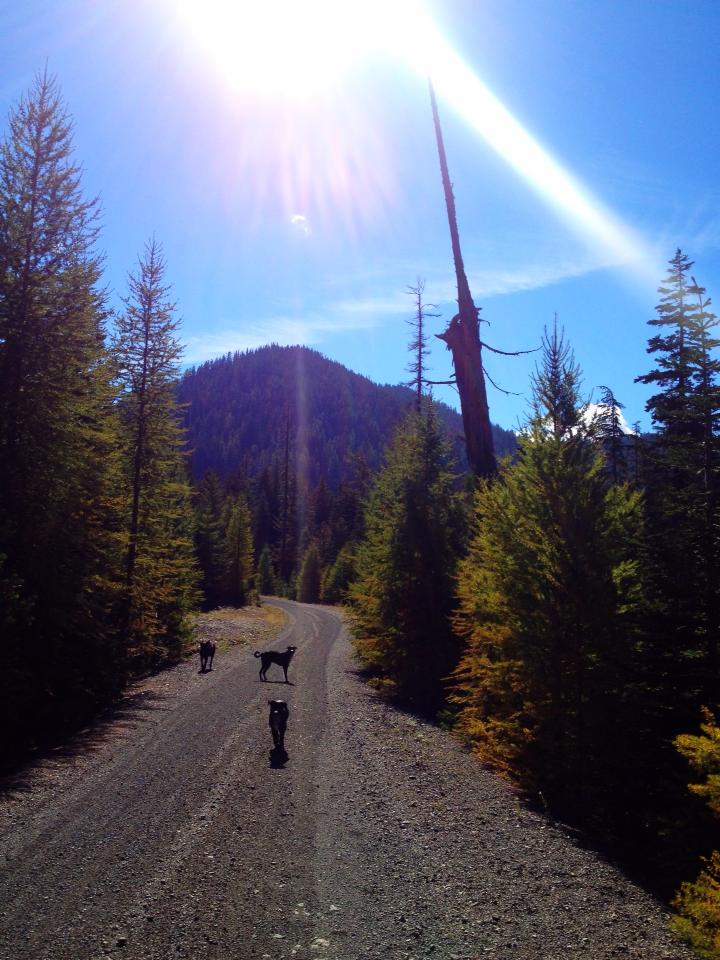 Starting up the fire road and stupidly passing the signed #1377 trailhead. Hey, we'll just hop back over later!