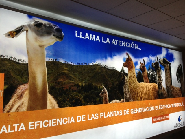 Llamas! Welcome to Peru!