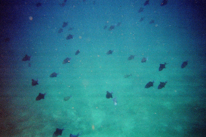 Swimming with a school of black fish. On our last day we swam with hundreds of them!