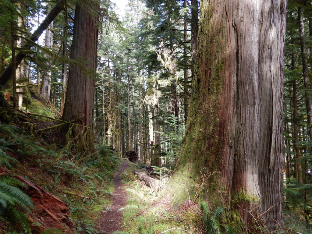 The forest surrounding Goldmyer is filled with spectacular old growth trees!