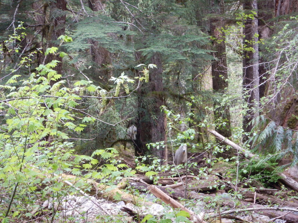 Just to the right of the tree is a mountain goat! And one is also hiding in the brush to the left of the tree.