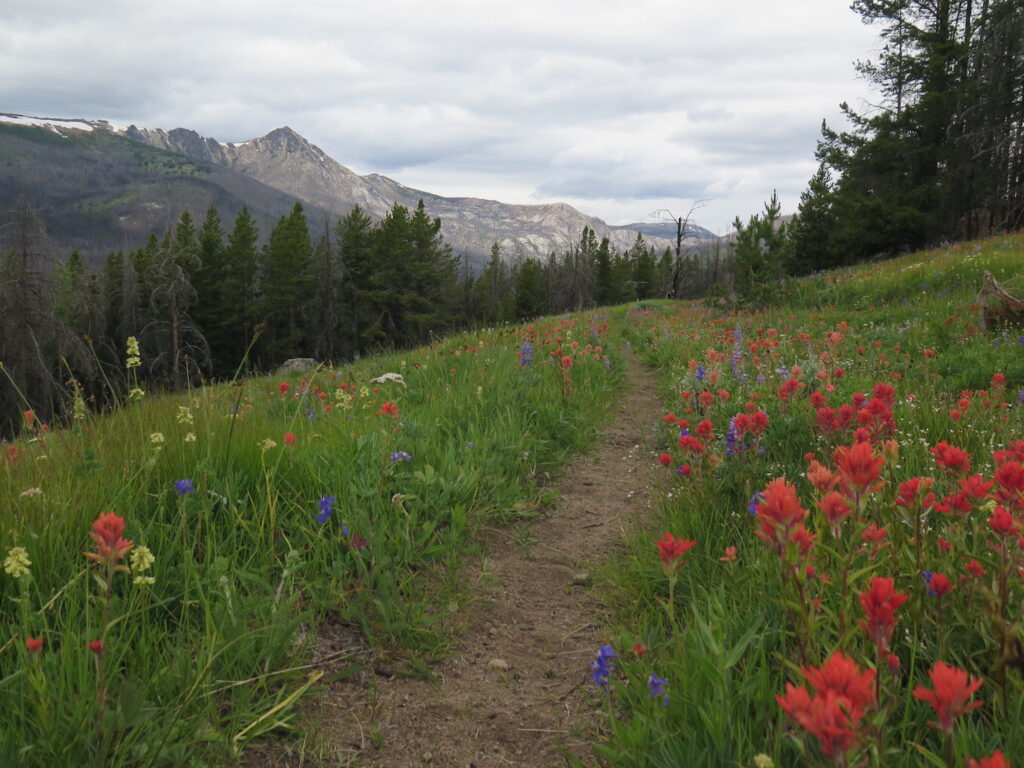 The start of the Boundary Trail into Horseshoe Basin with lots of gorgeous wildflowers!