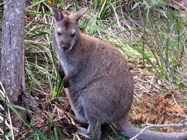 A Tasmanian Wallaby with a little joey!