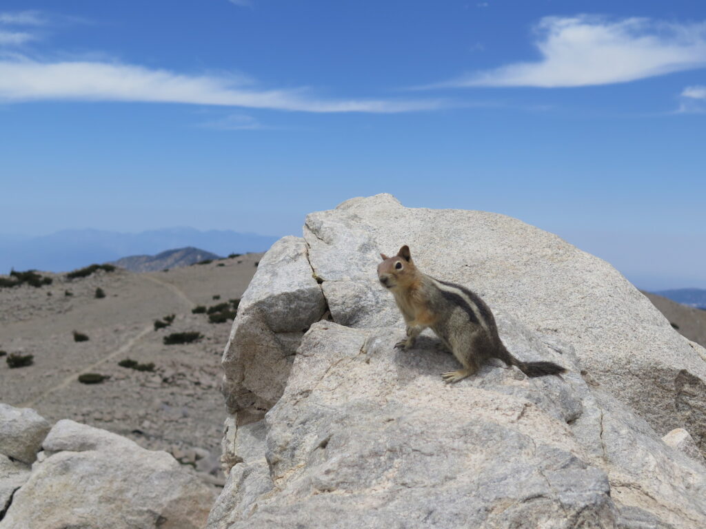 Even the chipmunk was looking out for my folks!