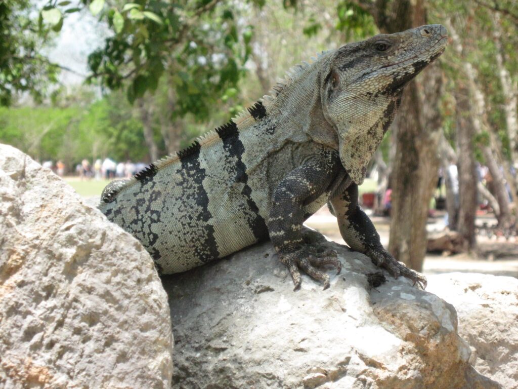 Iguanas everywhere!