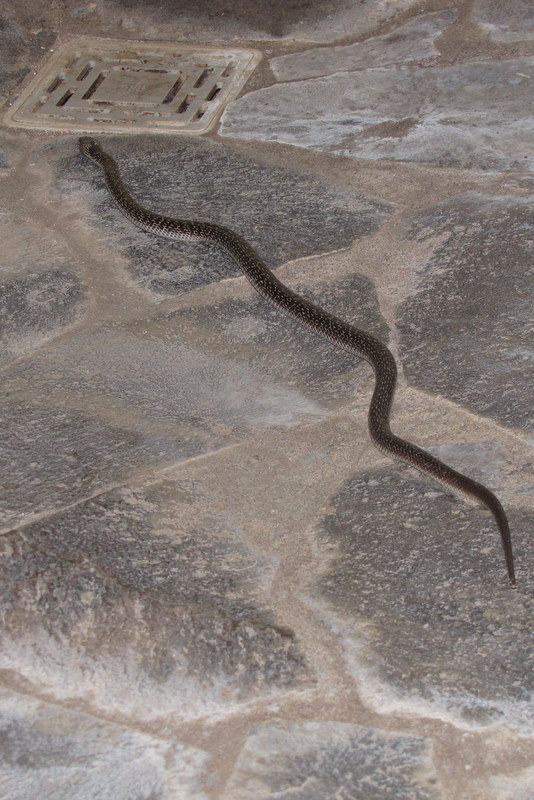 Our bathroom snake! Hope he's the friendly kind