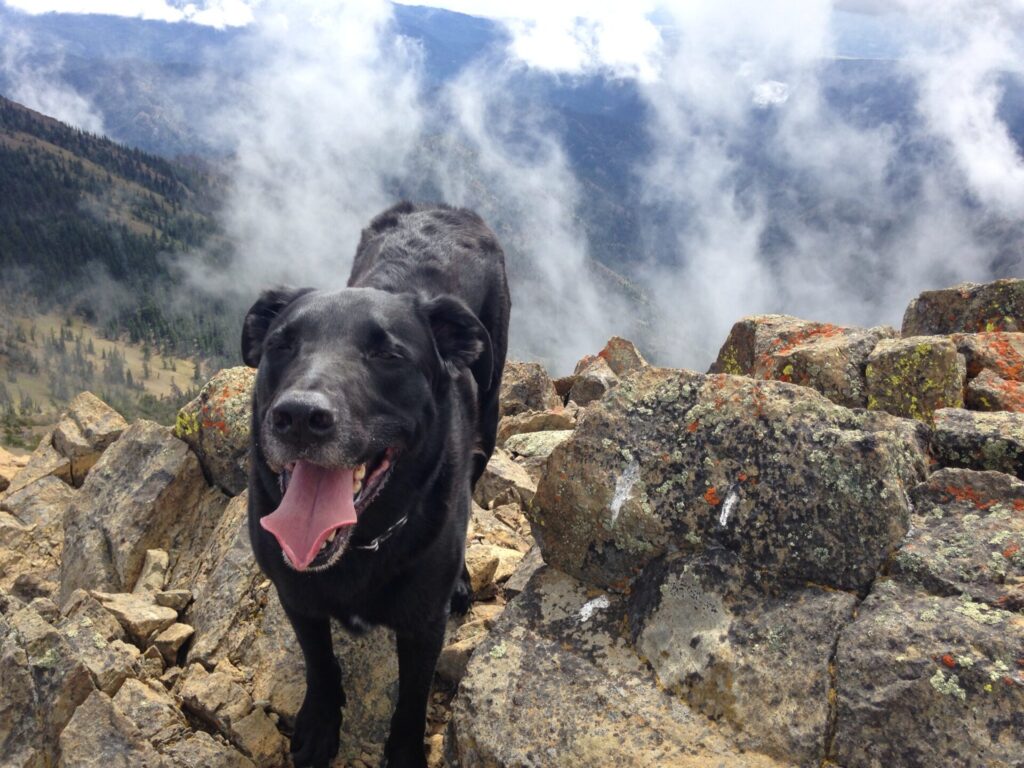 My best buddy and adventure partner, supremely happy with his summit!