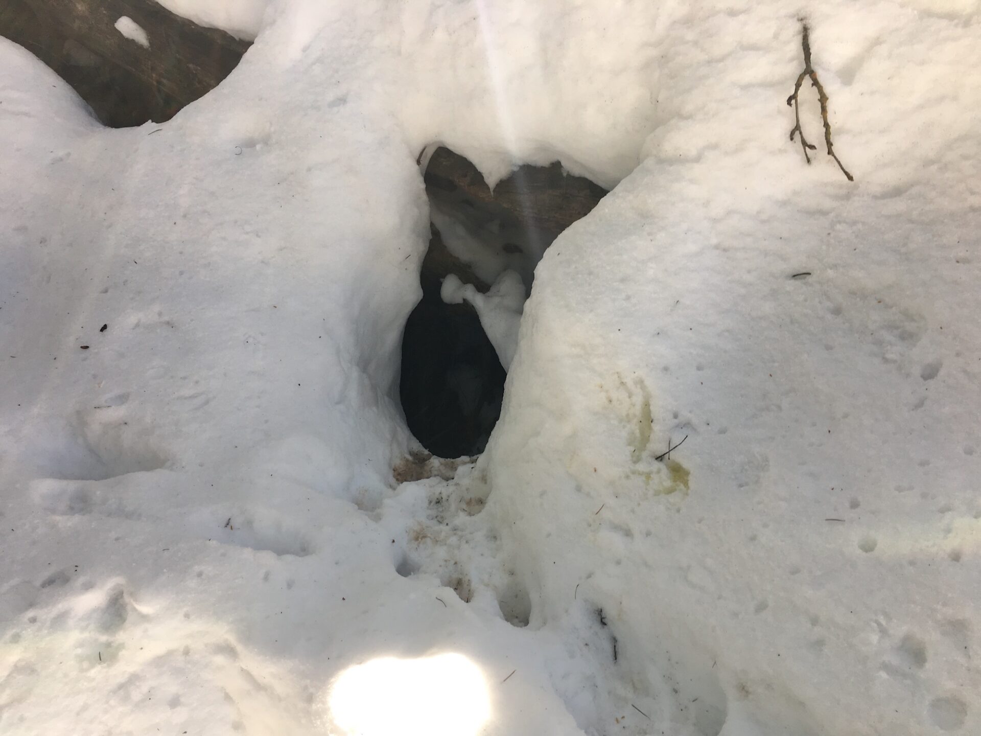 Deciphering Winter Animal Tracks  New York State Parks and Historic Sites  Blog