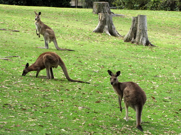 Free roaming kangaroos and wallabies