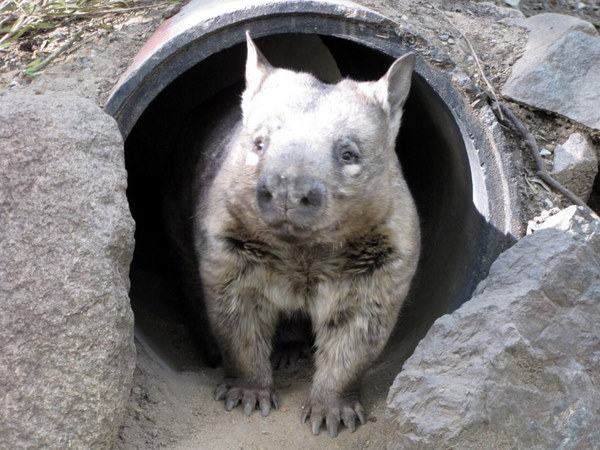 My new favorite animal: the wombat!!