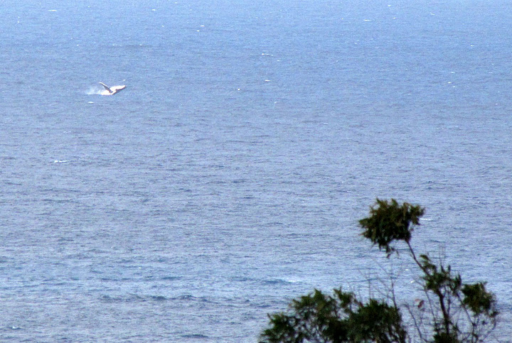 A humpback whale shortly after arriving!