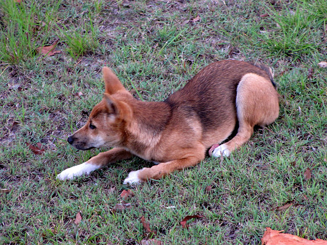 Dingo pup stalking a bird