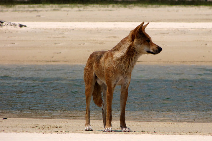 This dingo followed us while we were out on a run