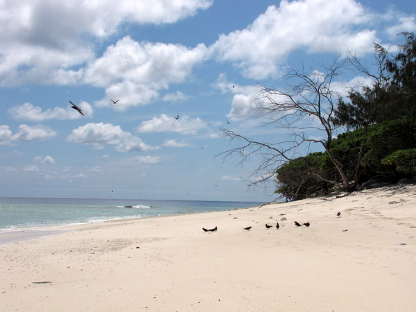 White sand and lots of birds