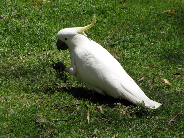 Wild cockatoos everywhere!