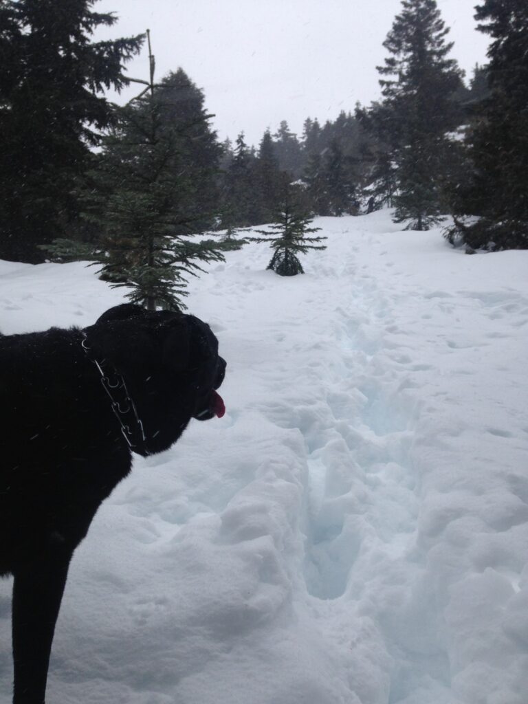 A bit of clearing where the trail goes guess where? Yeah... up. Jake is thinking the same as me, "Does it ever end!?"